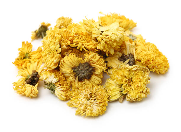 Chrysanthemum Flower