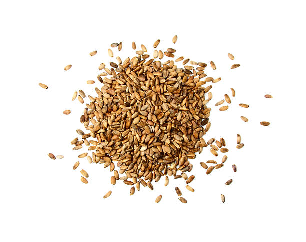 Milk Thistle Seeds