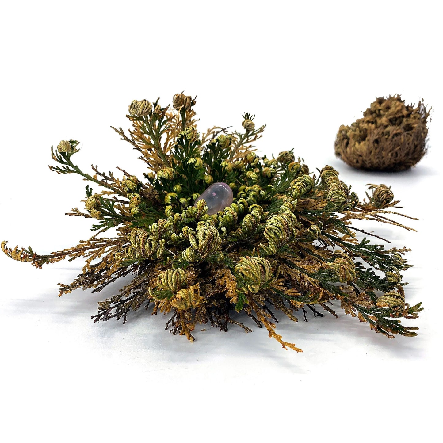 Resurrection Plant