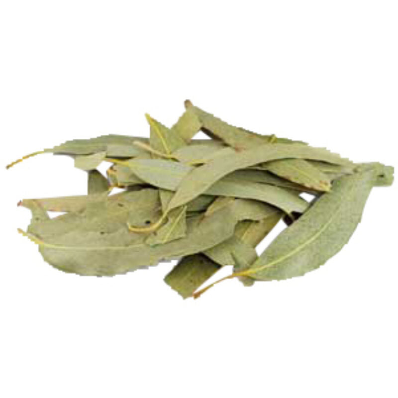 Eucalyptus Leaf