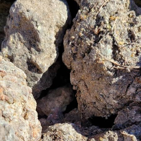 Black Mexican Copal Resin 1 oz